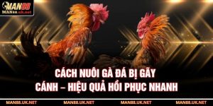 Cách nuôi gà đá bị gãy cánh
