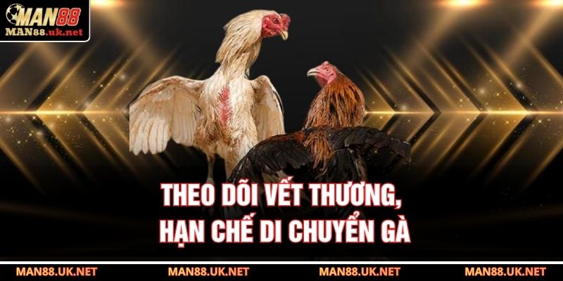 Theo dõi vết thương, hạn chế di chuyển gà